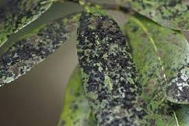 Image result for sooty mould