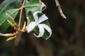 Image result for Ancylobothrys