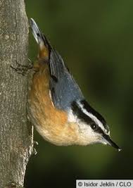 What kind of song does a red breasted nuthatch make? Pin By Kevin Vyse Peacock On English Garden Birds Nuthatch Backyard Birds Pet Birds