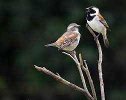 Birds Of A Feather Song 