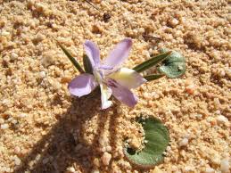 Image result for Babiana bainesii