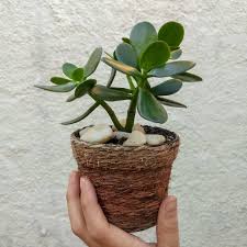 Pencil cacti are often very tall, usually spanning from 42 to 72 inches in height. 7 Poisonous Succulents Harmful To Cats And Dogs Succulent City