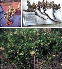 Image result for Magnistipula butayei