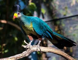 Bird With Red Mohawk Aviary San Diego Zoo San Diego Zoo San Diego Zoo Safari Park Cute Animals