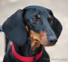 taksa taksa sobaki porody sobak