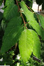 Image result for Prunus africana