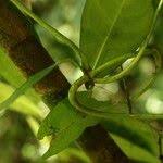 Image result for Tabernaemontana eglandulosa