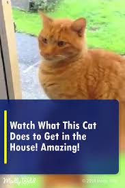 Watch What This Cat Does To Get In The House Amazing Cats Cat Pets Video Animal Animals Felines Feline Cats Funny Animal Videos Sleeping Dogs
