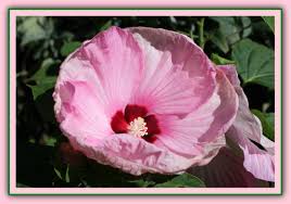 Send flowers easily to canada with fromyouflowers! Wallpaper Leaves Flowers Nature Love Winter Green Blossoms Sun Petals Joy Canada Blushing Sunny Bokeh Frame Pink Happy Bright Blush Warm Ontario Ottawa Light Beautiful Delicate Flower Striking Delicious Dof Sweet