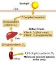 Online Library Articles Should I take Vitamin Dor Vitamin D3