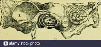 La Tabula High Resolution Stock Photography And Images Alamy