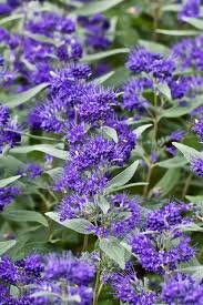 Image result for Caryopteris odorata