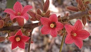 Image result for Brachychiton