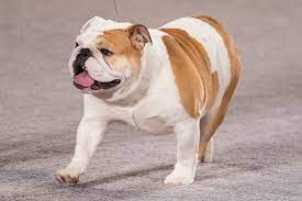 We did not find results for: Bulldog Dog Breed Information