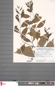 Image result for Dichapetalum madagascariense