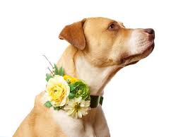 If I Had A Puppy He Would Totally Have To Wear This And Be In My Wedding So Cute And Fantastic Idea Dog Flower Wedding Pets Floral Dog Collars