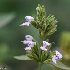 Image result for Dicliptera hensii