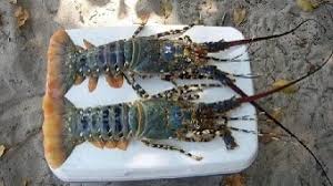 Cara Budidaya Pembesaran Lobster Air Tawar Tips Untuk Pemula Ilmubudidaya Com