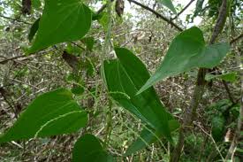 Image result for Dioscorea cotinifolia