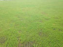Typically you won't get to mow your lawn for between six and eight weeks. Seeding And Sodding Home Lawns Umn Extension