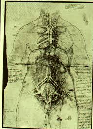 Female anatomy organs diagram female anatomy with organs importantly contemporary art sites with. Female Body