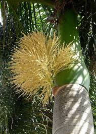 Image result for Roystonea