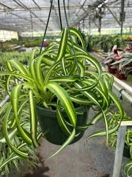 Image result for Chlorophytum