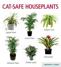 Houseplants That Are Safe For Your Cat Catsafe Petsafe Indoorplants Petsafety Safetytips Safe House Plants Cat Safe Plants House Plants Indoor