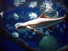 Virginia Aquarium Coupons Virginia Coupons Aquarium