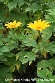Image result for Tithonia diversifolia