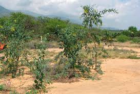 Image result for Nicotiana glauca