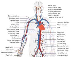 Image of human cardiovascular system diagram