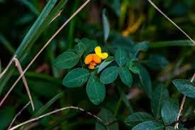 Image result for Dolichos sericeus