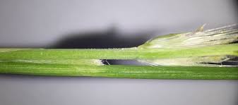 Image result for Cenchrus macrourus