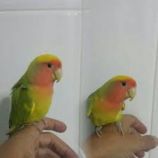 Agaporni Roseicollis Arlequin Agapornis Bird Parrot Birds