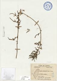 Image result for Ipomoea polymorpha