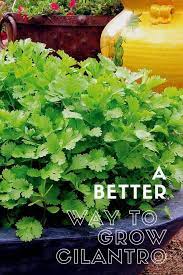 How To Grow Cilantro Coriander Growing Herbs Outdoors Growing Cilantro Cilantro Plant