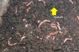 Image result for Red Wigglers