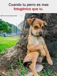 Descubri Las Mejores Imagenes En Nuestra Web Humor Memes Momos Memesespanol Momosespanol Imagen Chistes De Perros Memes Perros Memes De Perros Chistosos