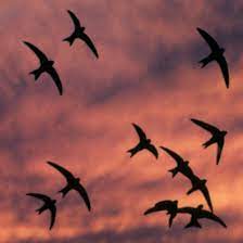Swifts And The Fantasy Of Escape The New Yorker