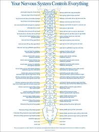 Spinal Nerve Chart Spine Health Chiropractic Nursing Tips