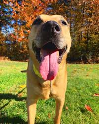 We offer boarding, grooming, day care, and training, just a short distance from the airport and arizona state university, at the. Tail Wag Inn Boarding Kennel A First Class Per Resort Boarding For Your Special Family Members 503 554 9000