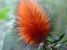 Black And Red Furry Caterpillar Uk Fuzzy Orange Caterpillar Caterpillar Creature Feature Orange