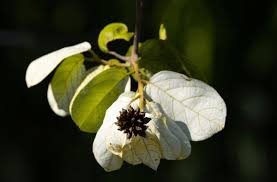 Image result for Combretum psidioides