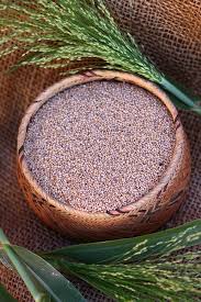 Image result for Panicum gilvum