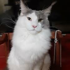 ajsi klichka dlya kota koshki kot mejn kun