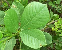 Image result for Searsia pyroides