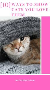 10 Ways To Show Cats You Love Them Baby Cats Cats Cat Love