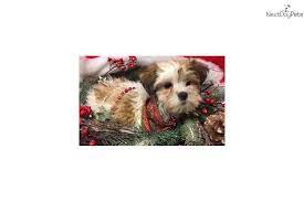 I Am A Cute Havanese Puppy Looking For A Home On Nextdaypets Com Havanese Puppies For Sale Havanese Havanese Puppies