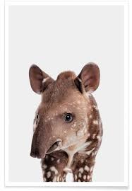 There are five extant species of tapirs. Tapir Poster Juniqe